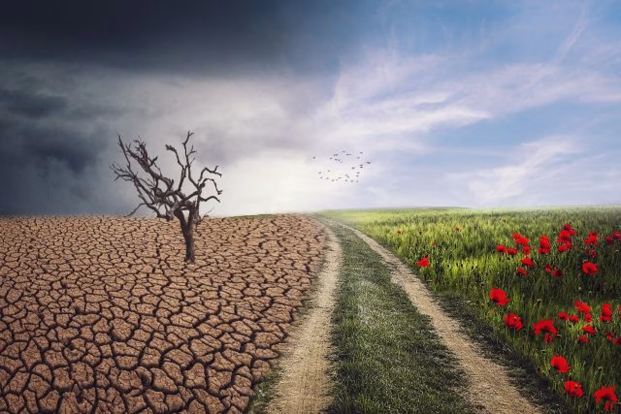 Landschap splitst droogte met scheuren en kale boom links en groen veld met rode bloemen rechts, pad naar horizon. social rebel klimaatverandering