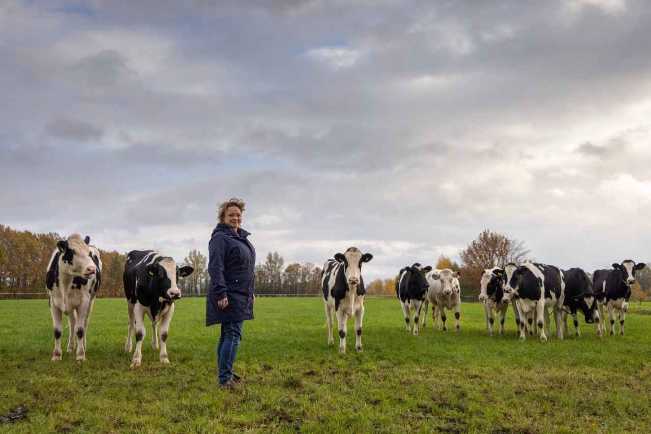Agrariër van de toekomst tien koeien in groen gras met individu tussen koeien onder bewolkte lucht en herfstbomen