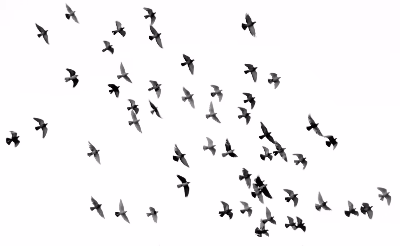 Groep vogels in zwarte silhouetten vliegt omhoog en naar rechts tegen witte achtergrond drukt verhaal over ruimte en beweging