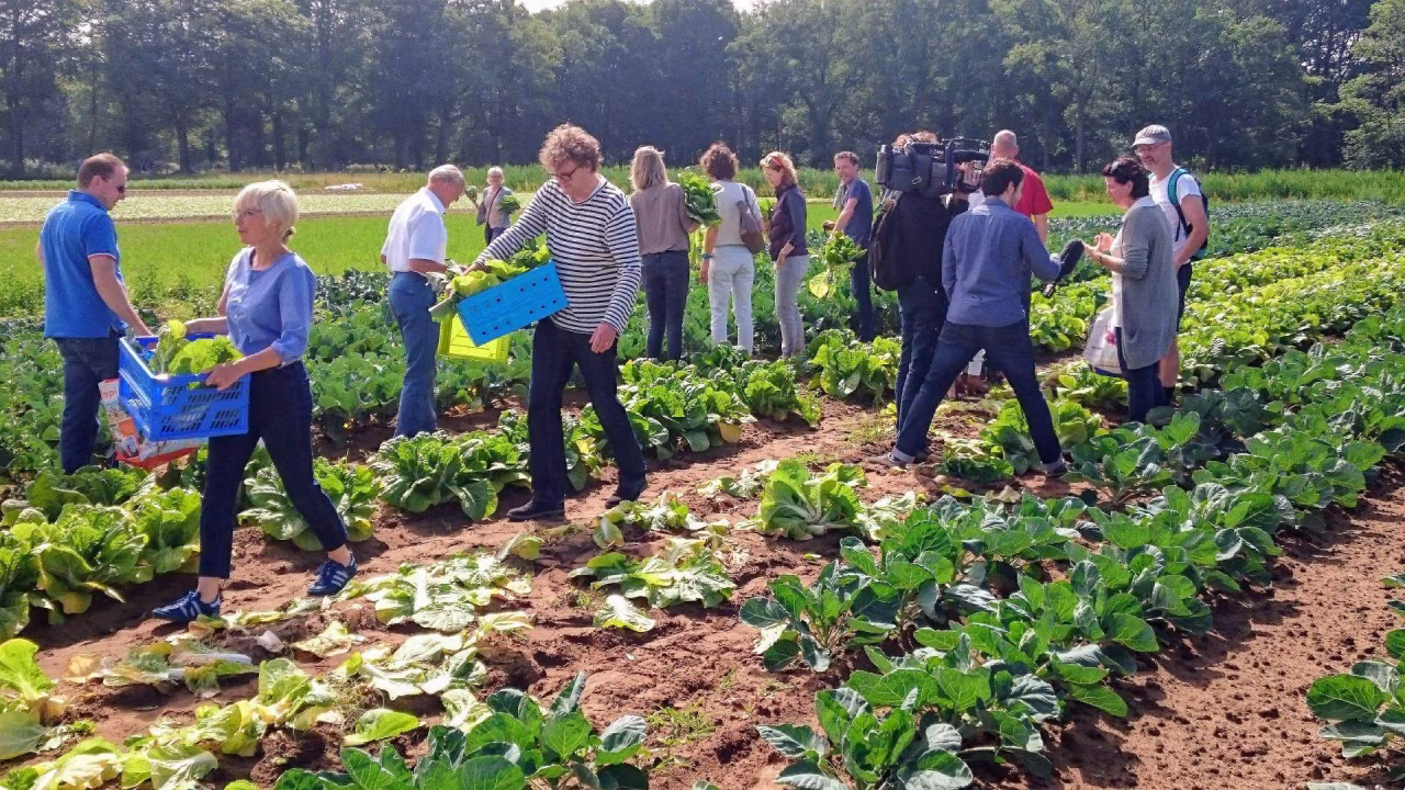 Groep mensen op een akker met sla en kool tijdens het Twentse Noabers Festival helpt burgerinitiatieven op weg