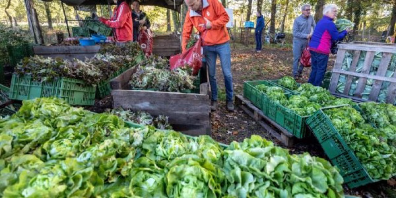 Plannen voor coöperatieve herenboerderij krijgen vorm met sla oogst en sorteren in tuin of landbouwgebied