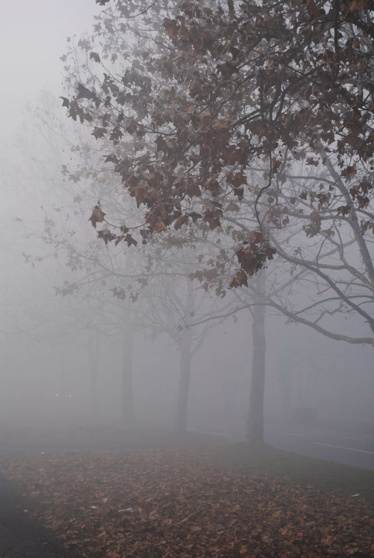 Mistig herfstlandschap met bomen langs straat in stilte, sfeer van weervrouw en gure bries weersvoorspelling