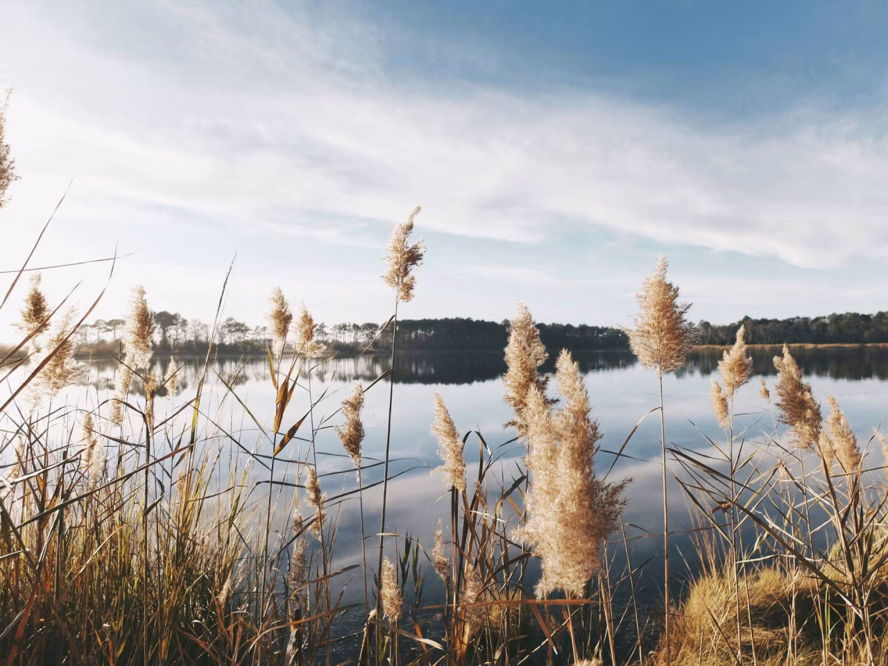 Rustig meer met hoge graspluimen en een boomm horizon onder lichtbewolkte lucht bij natuurlandschap naamgever tkk