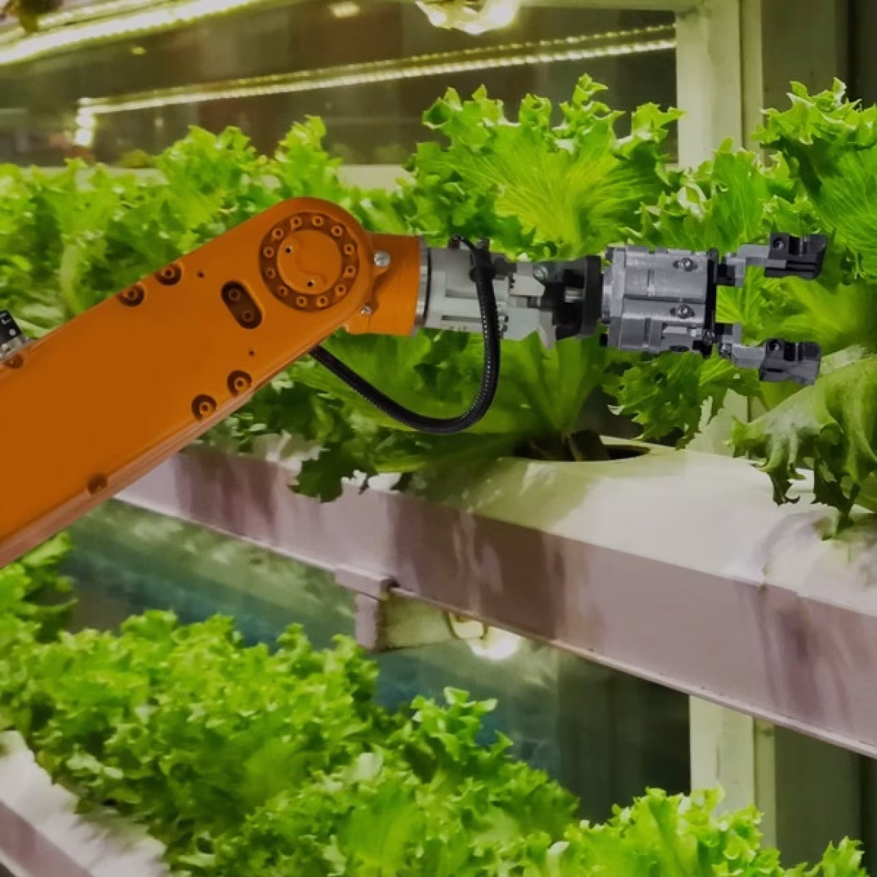 Robotsarm oogst groene sla in verticale tuin als voorbeeld geavanceerde landbouwtechnologie panorama twente 2050