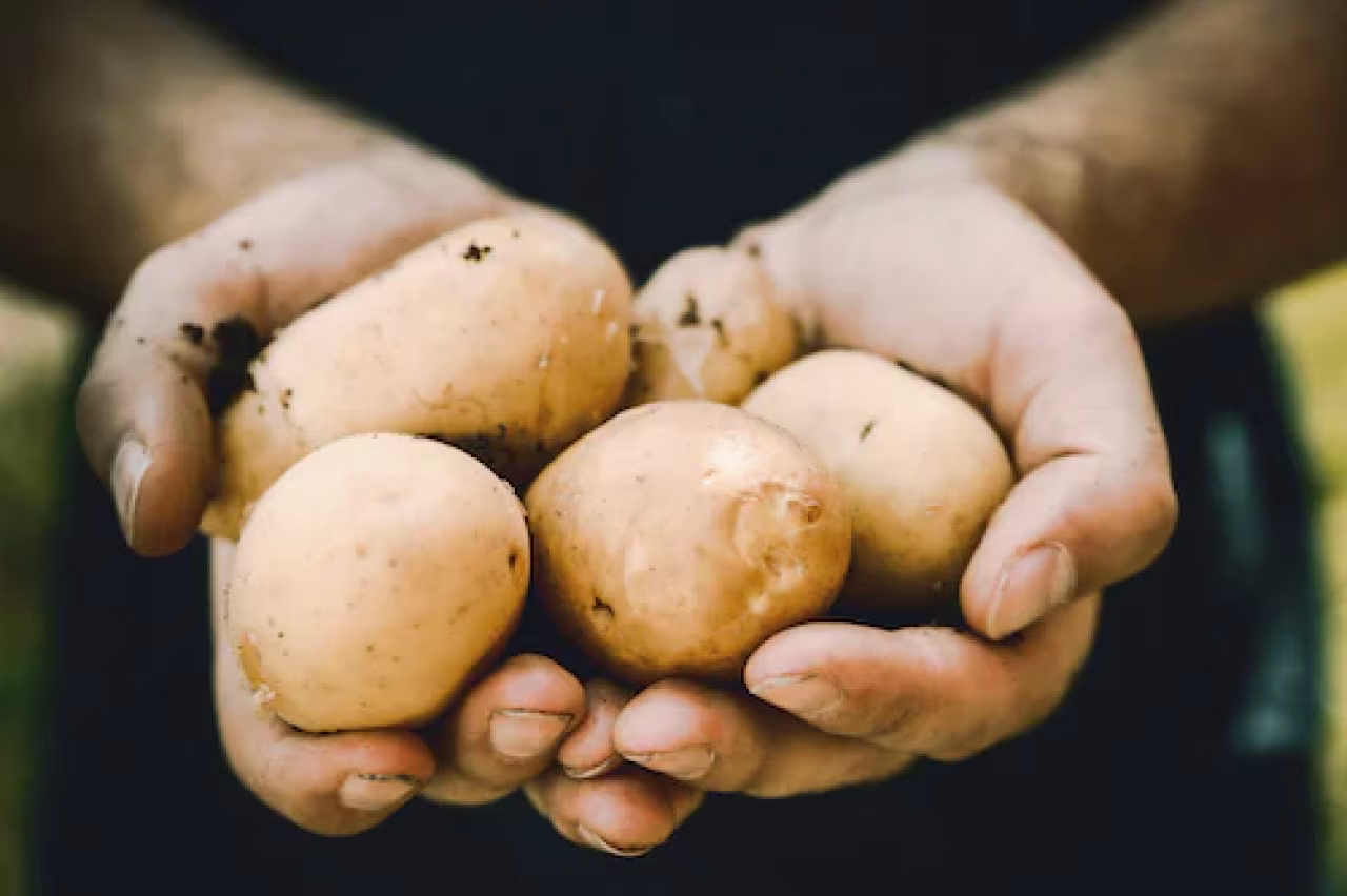Close-up van handen met vier vers geoogste aardappelen met aarde domweg gelukkig in land met domme boeren en dikke tuffel
