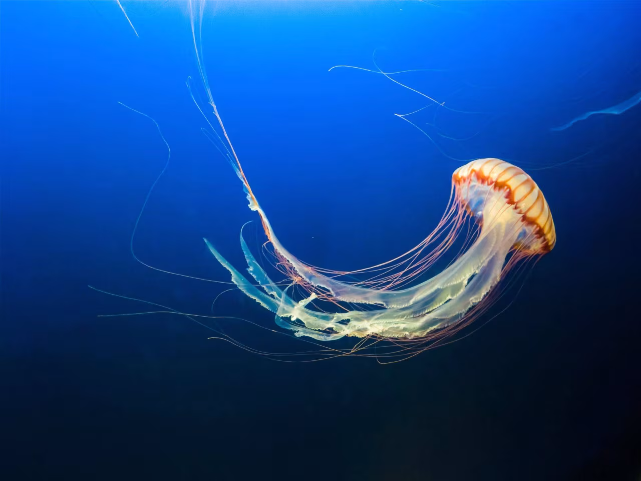 Geniet, we hebben ‘t verdiend - sierlijke oranje-bruine kwal met lange tentakels zwevend in diepblauw water ocean aquarium