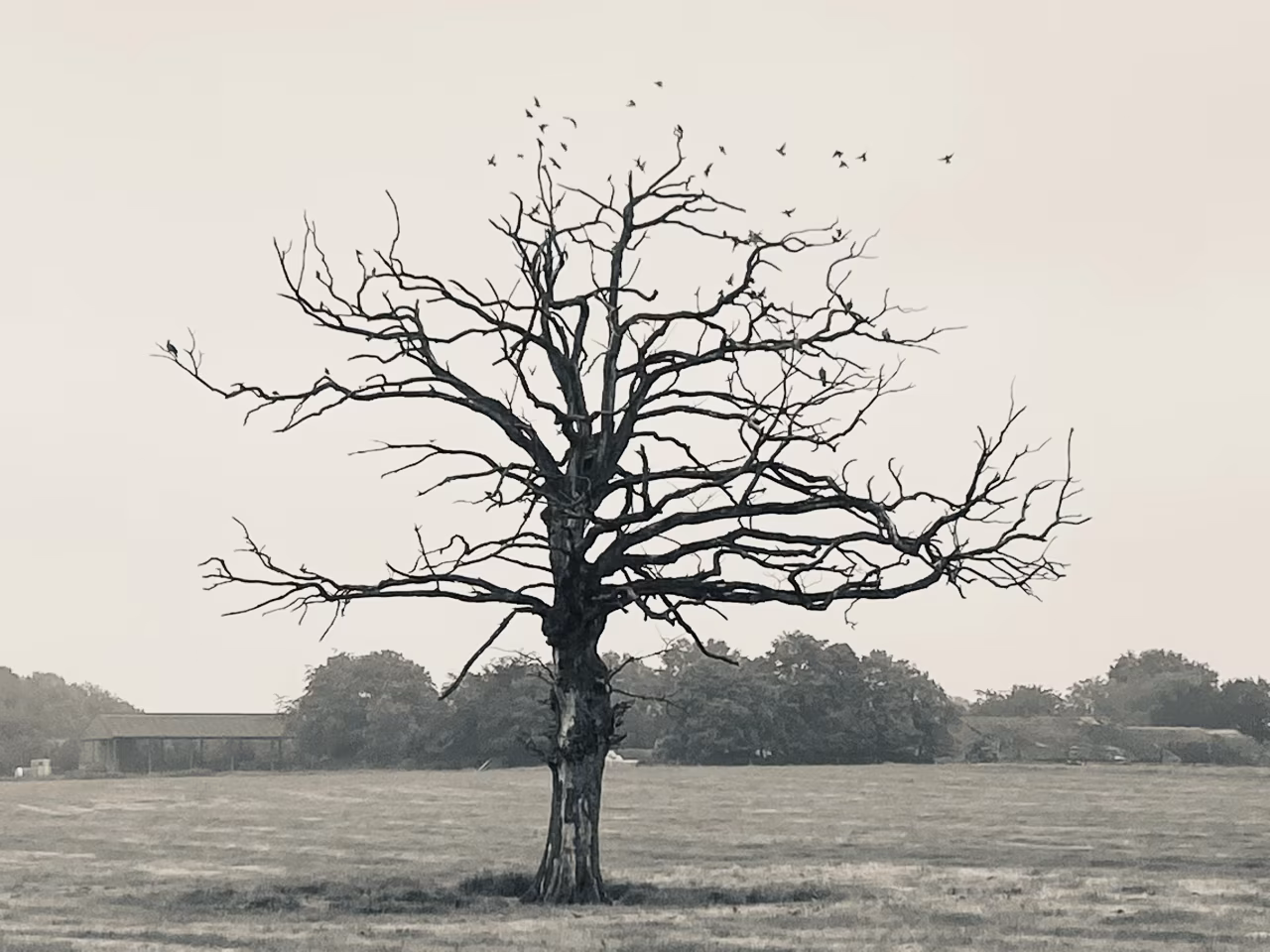 Kaalstaande boom in open veld met vliegende vogels en groene bosrand in de context van je kunt het maar één keer doen