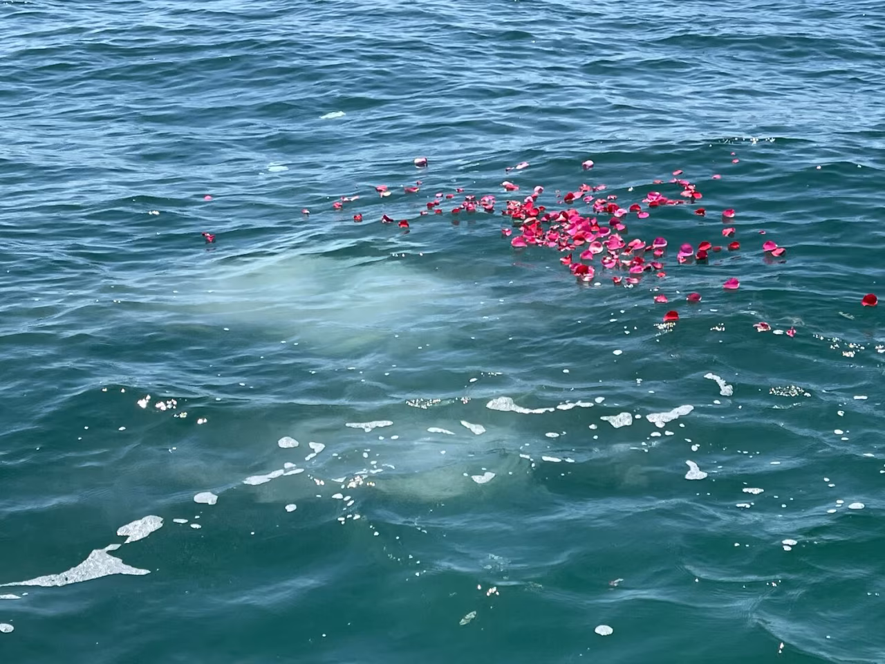 De asbus benadrukt verbondenheid met natuur in afbeelding van oceaan met rode bloemblaadjes en vaag zichtbare walvis