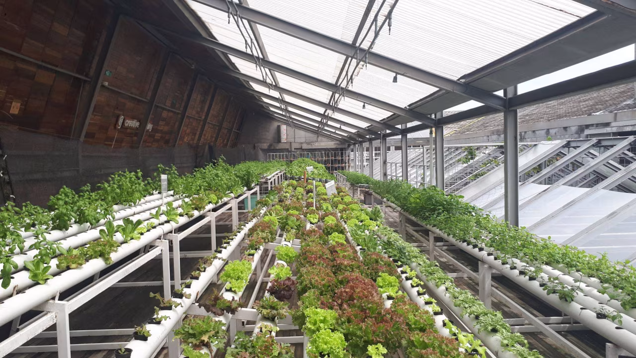 Binnenruimte kas met verticaal hydrocultuursysteem voor groenten en kruiden, natuurlijk licht, efficiënt duurzaam telen