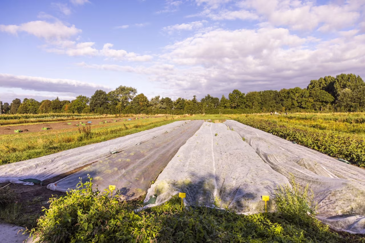 Landbouwveld met bedekte langwerpige bedden voor plantbescherming op zenderense es herenboerderij op zenderense es