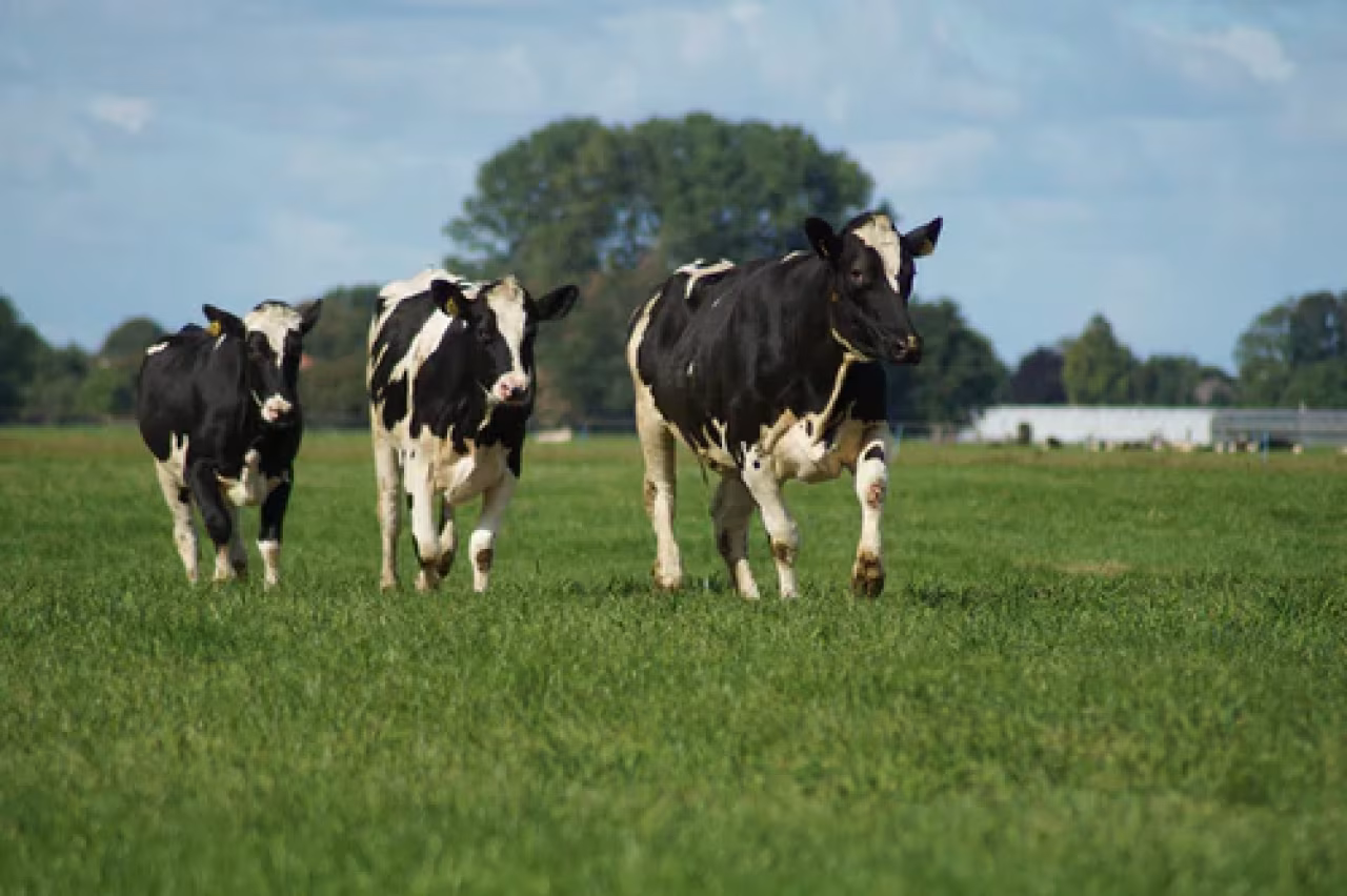 Weilande met drie zwart-witte koeien in stikstofdebat context over landbouw en veeteelt in twente