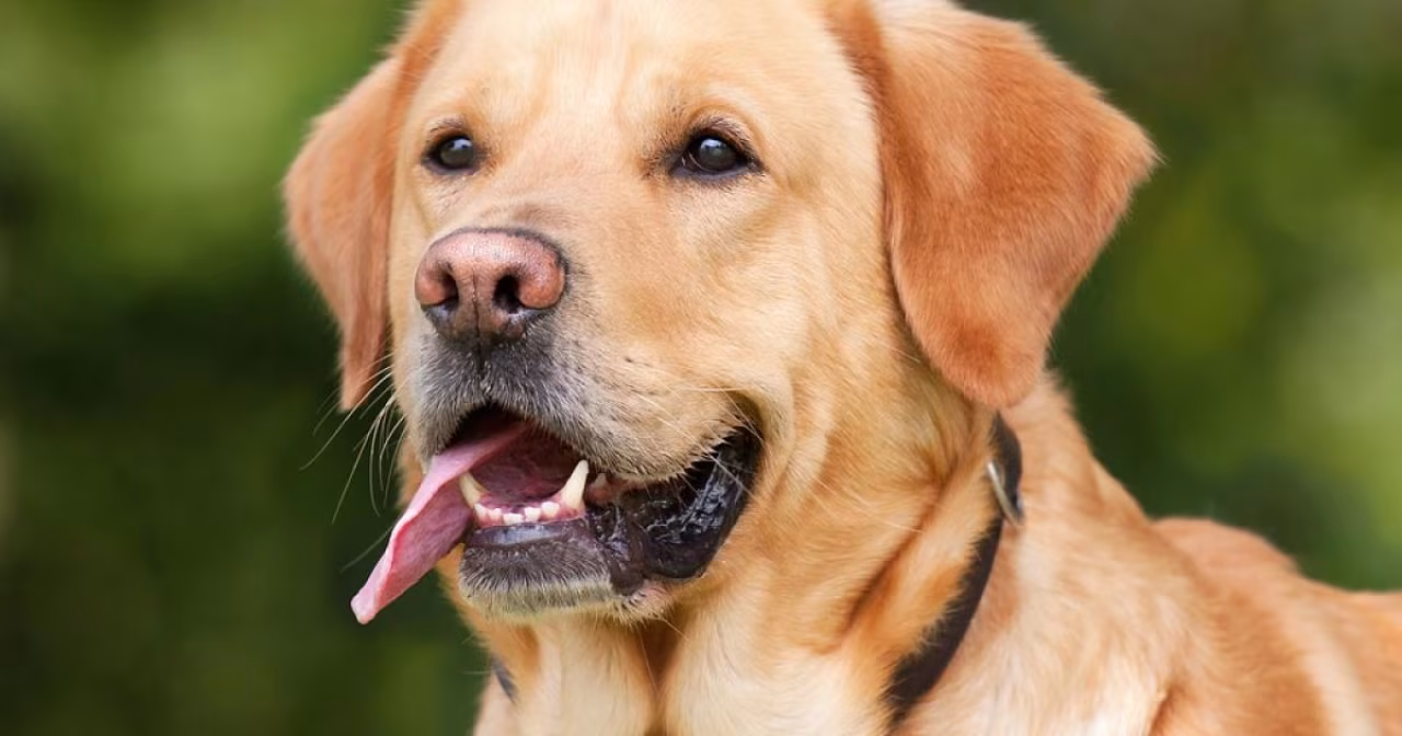 Respect met Berend de labrador retriever, rustig en vriendelijk met pootje gevend op groen buitenterrein