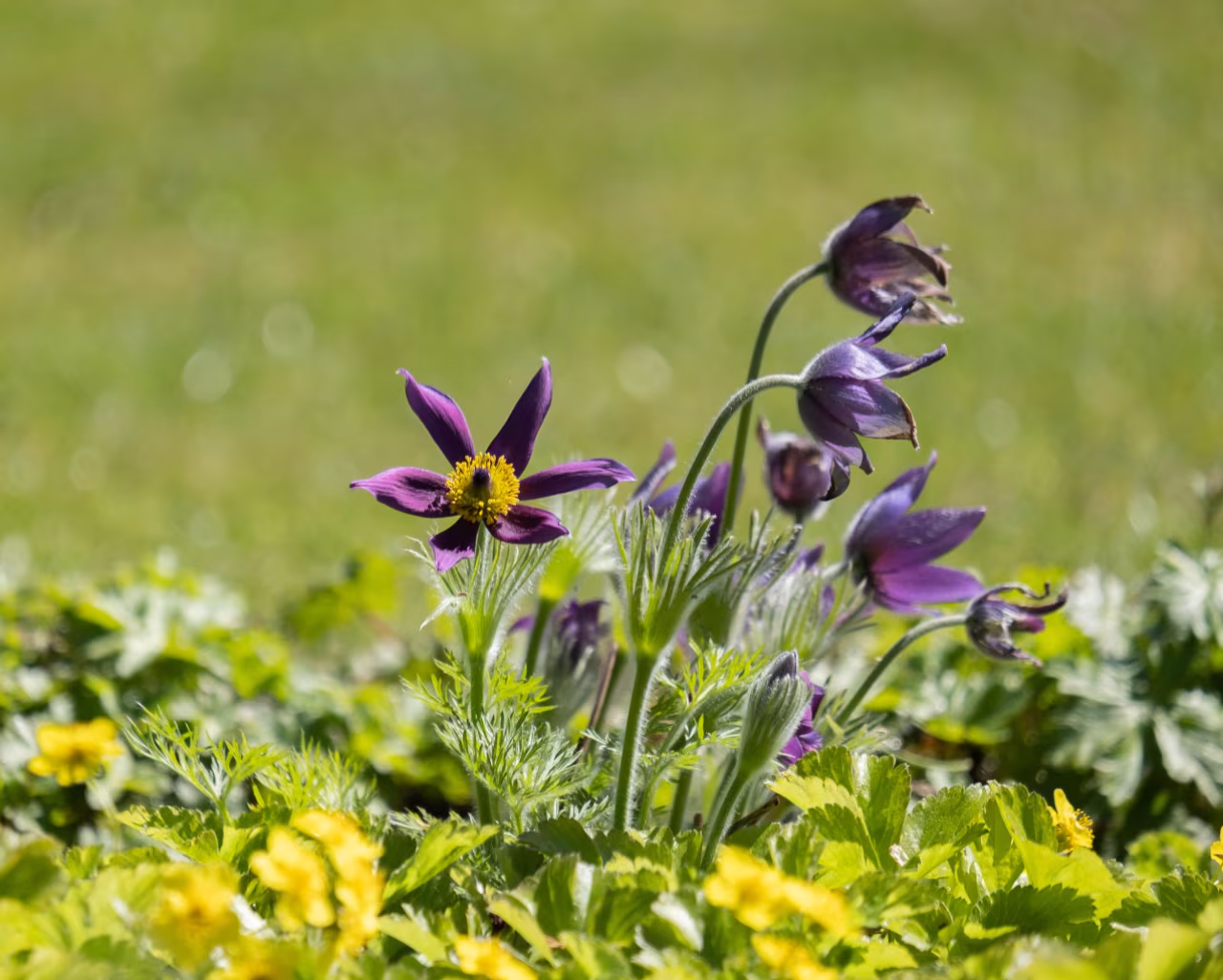 Lente in Twente met close-up van paarse bloemen met gele hartjes en groen veld op achtergrond
