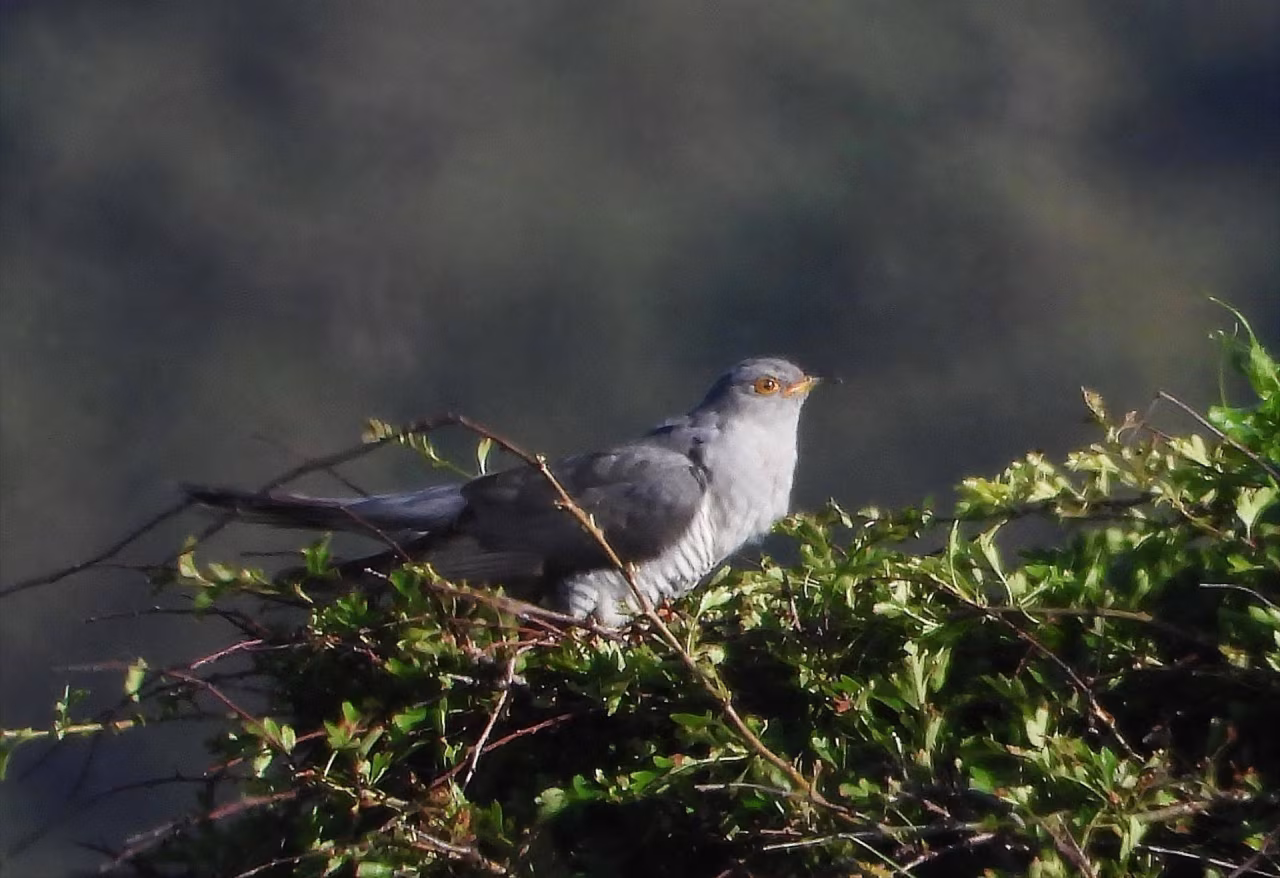 Koekoekswals context: vogel met grijs-wit verenkleed op bosrijke ondergrond, natuurlijke habitat in Twente