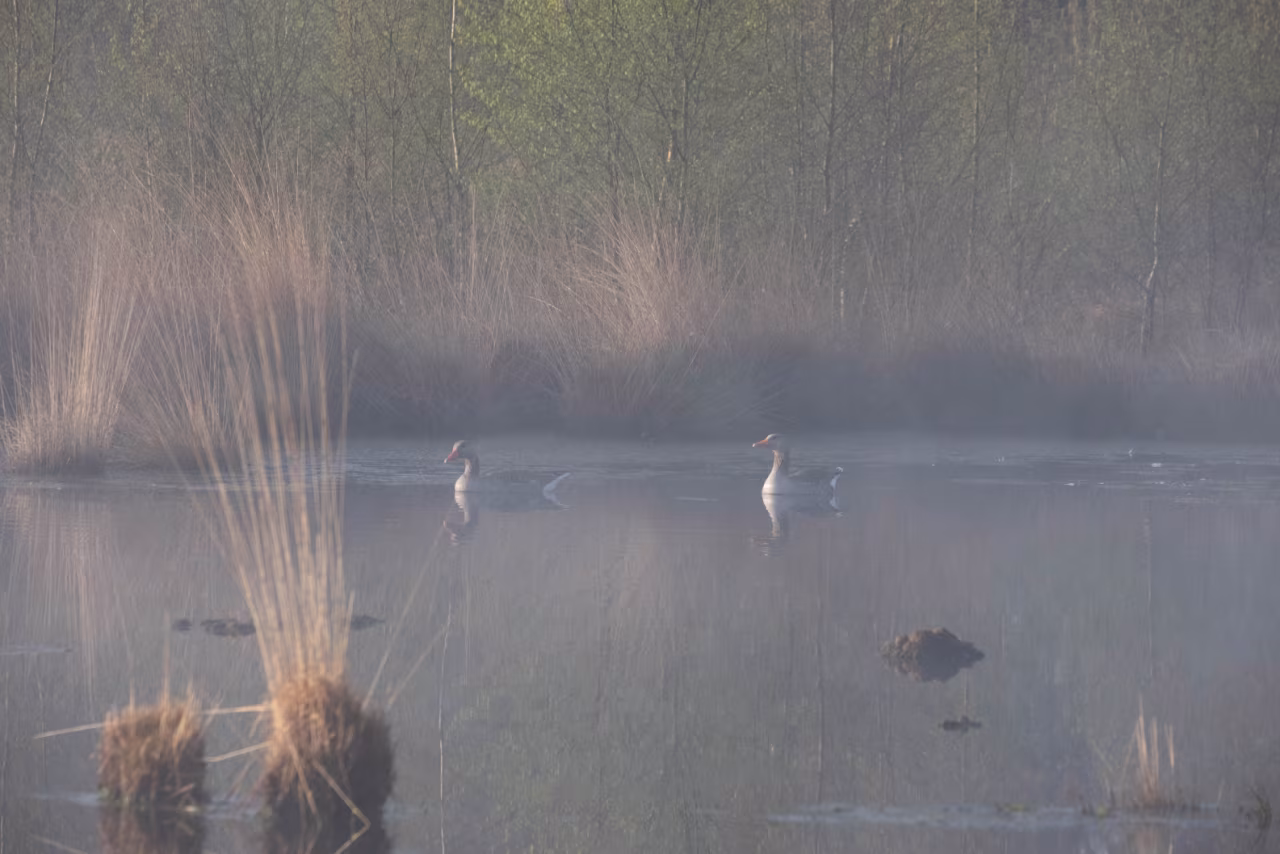 Mistige wateromgeving met vogels en begroeiing bij lente in Twente, rustige natuurfoto met ochtendlicht