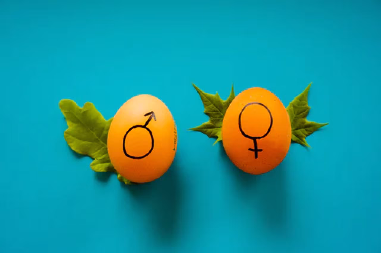 Twee bruine eieren met mannelijke en vrouwelijke geslachtssymbolen op blauwe achtergrond onder evolutiebiologie sport en gender