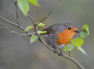 En nu even over naar iets heel anders…de roodborst