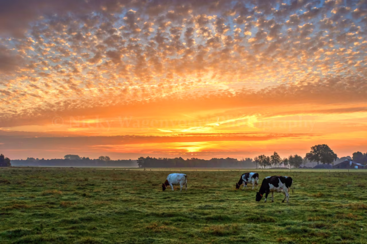 Derde panorama-bijeenkomst over inrichting ruimte Twente toont zonsondergang landschap met grazende koeien en kleurrijke lucht