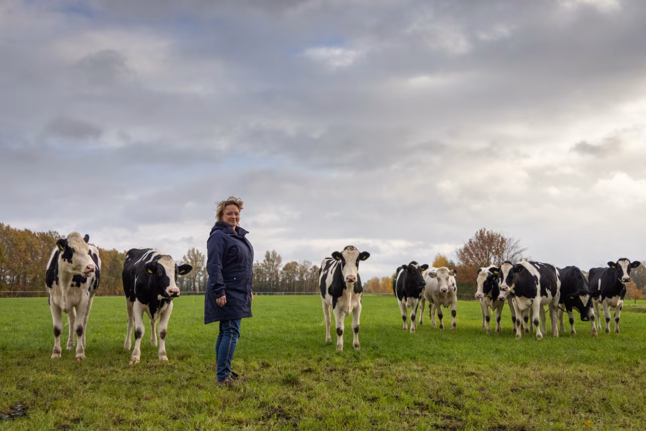 Rij koeien in groen gras met individu ertussen onder bewolkte lucht herfstbomen achtergrond wat is je de herpositionering van boeren in twente waard