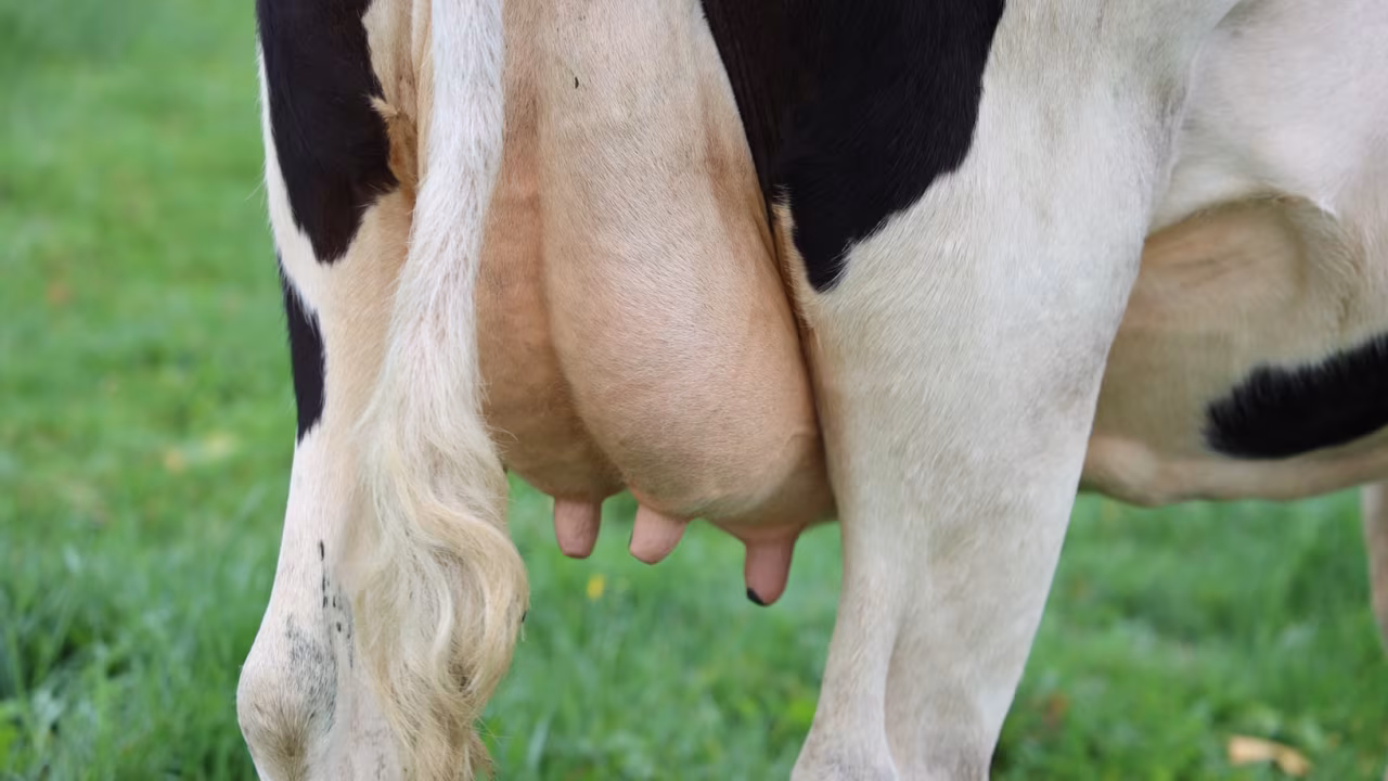 Close-up van koe uier met vier spenen in groen weiland, illustratie bij Achterhoedegevecht boeren met een voorspelbare afloop