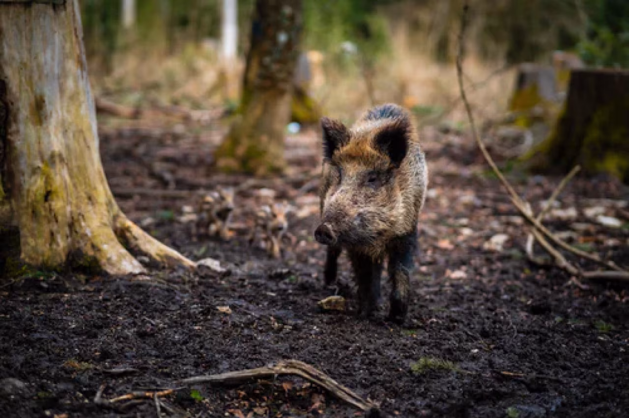 Wilde zwijn in bos met modderige grond en boomstammen centraal in regionaal nieuwsoverzicht juli 2020 twente