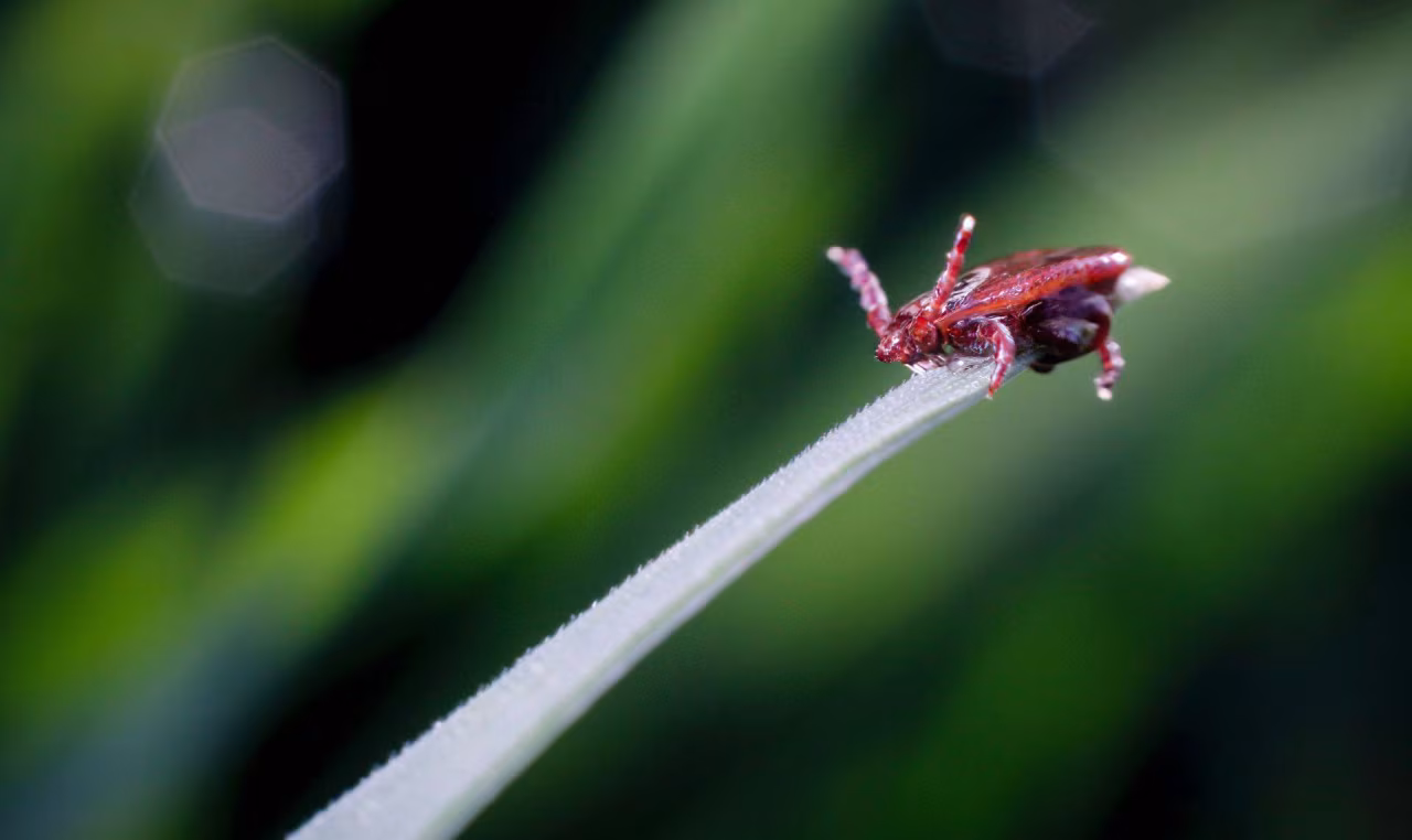 Dichte opname van een roodbruine teek aan grasspriet met onscherpe groene achtergrond bij de column de schuld ligt niet bij de mug