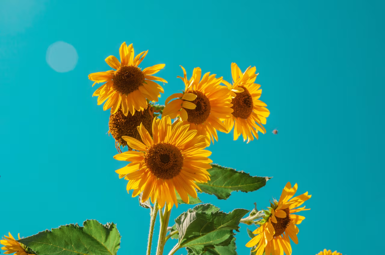 Zonnebloemen tegen blauwe achtergrond bij mooi moment om dingen anders te doen, twents mediaplatform over verleden heden toekomst