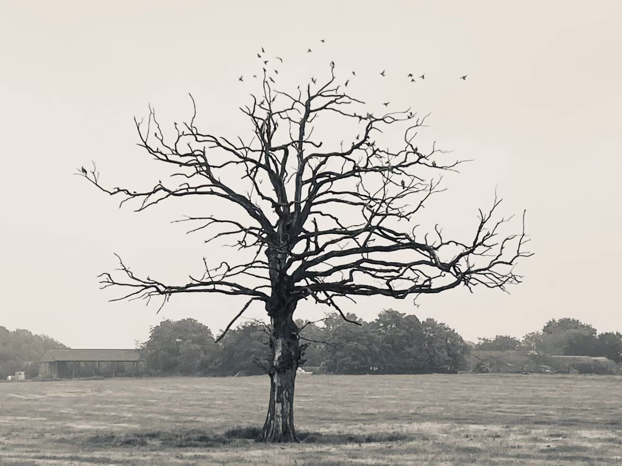 Kaalstaande boom in open veld met vliegende vogels en groene bosrand in de context van je kunt het maar één keer doen