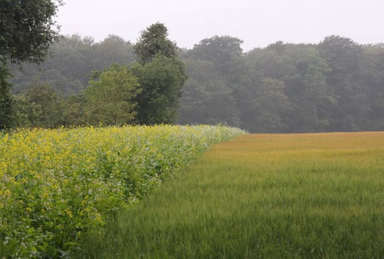 Natuurlijk landschap met groene gewassen, gele bloemen en bos op achtergrond bij Panorama Twente 2050 transitie landbouw