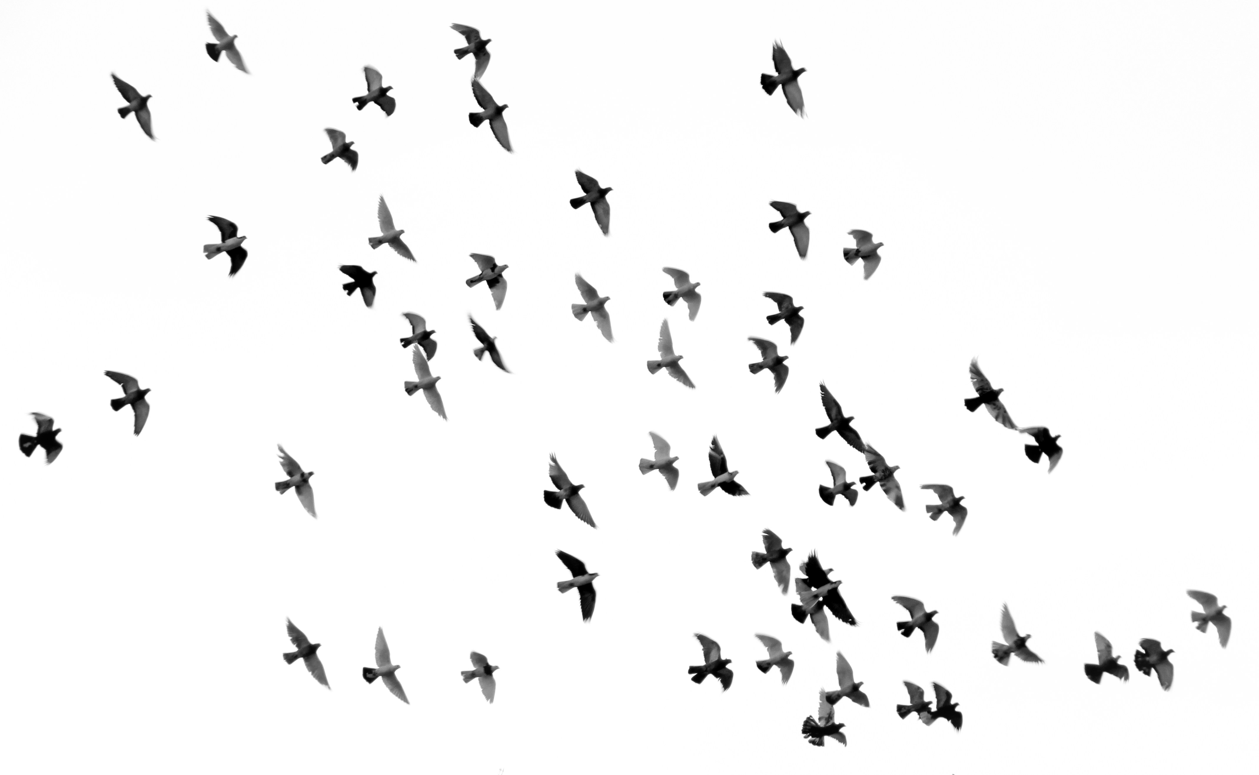 Groep vogels in zwarte silhouetten vliegt omhoog en naar rechts tegen witte achtergrond drukt verhaal over ruimte en beweging