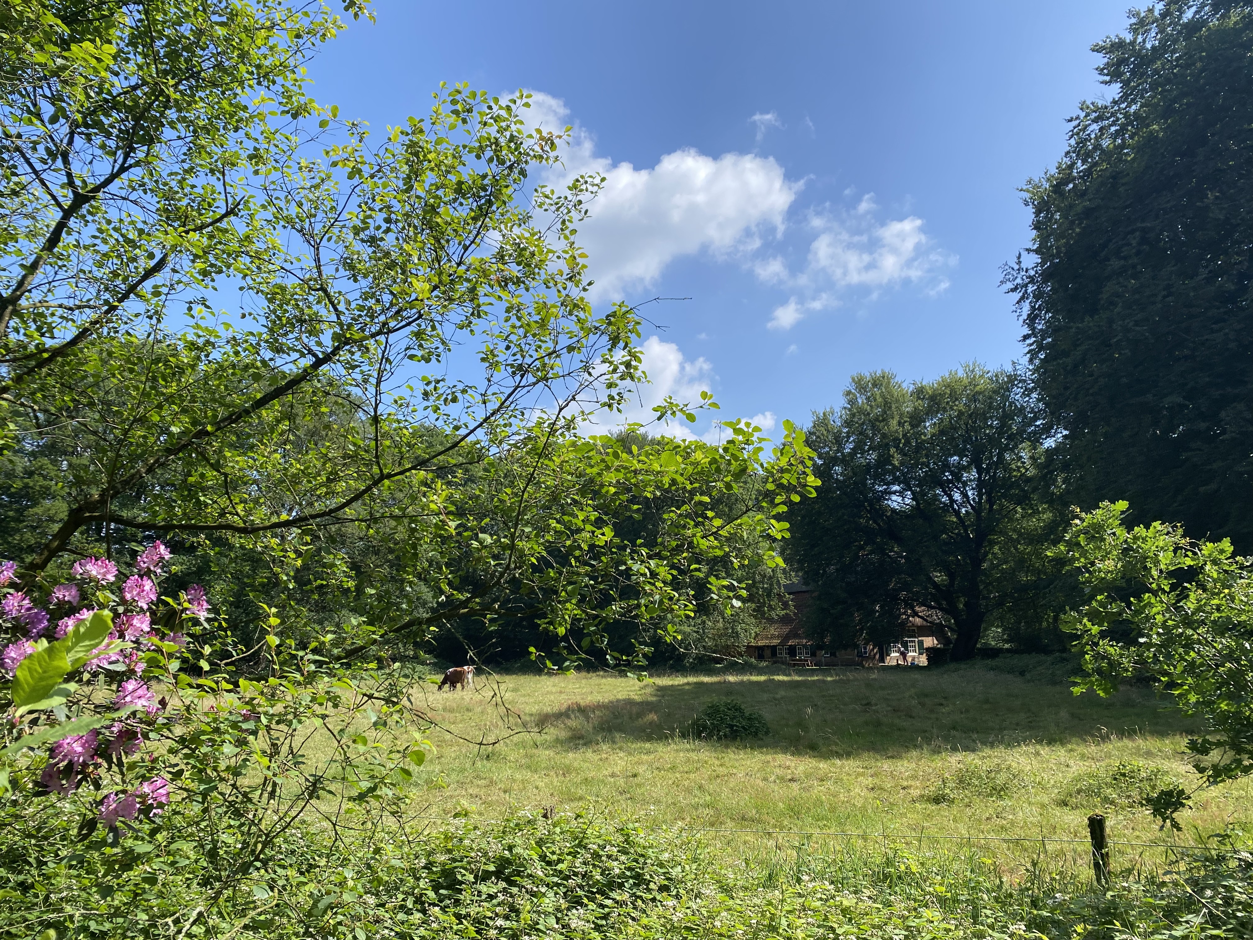 Kuieren door buitengebied met grasveld, paarse bloemen, bomen, onder blauwe lucht bij twents mediaplatform
