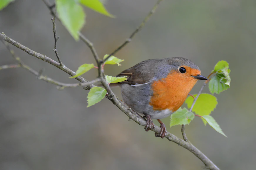 Rode borst vogel op tak met groene bladeren wazige neutrale achtergrond En nu even over naar iets heel anders de roodborst